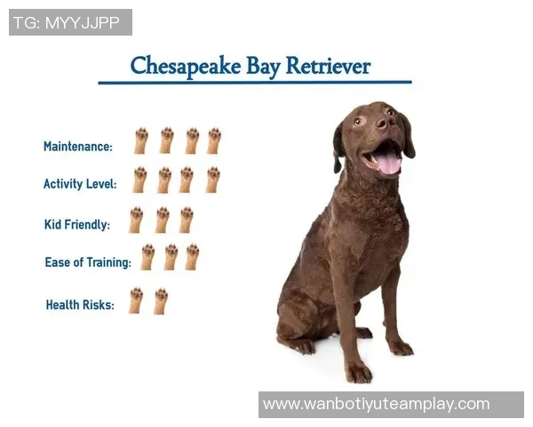 美国队新吉祥物班纳灵感源自切萨皮克湾寻猎犬的故事